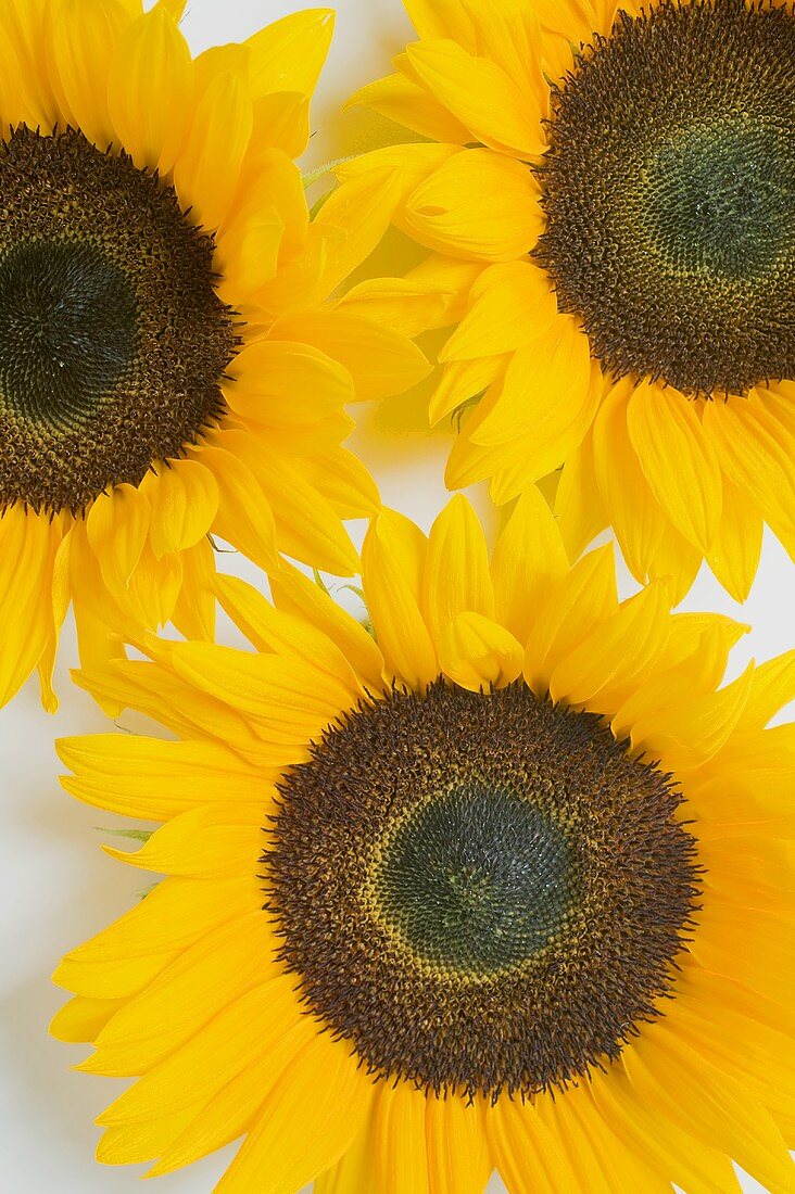 Three sunflowers (overhead view)