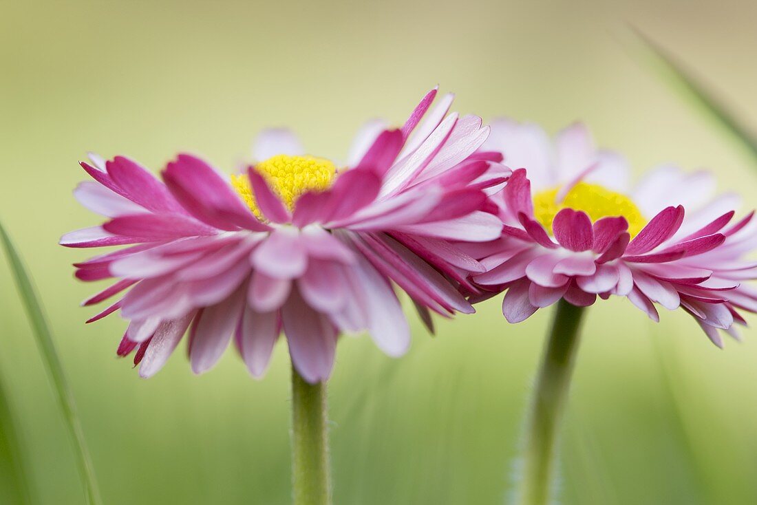 Daisies (close-up)