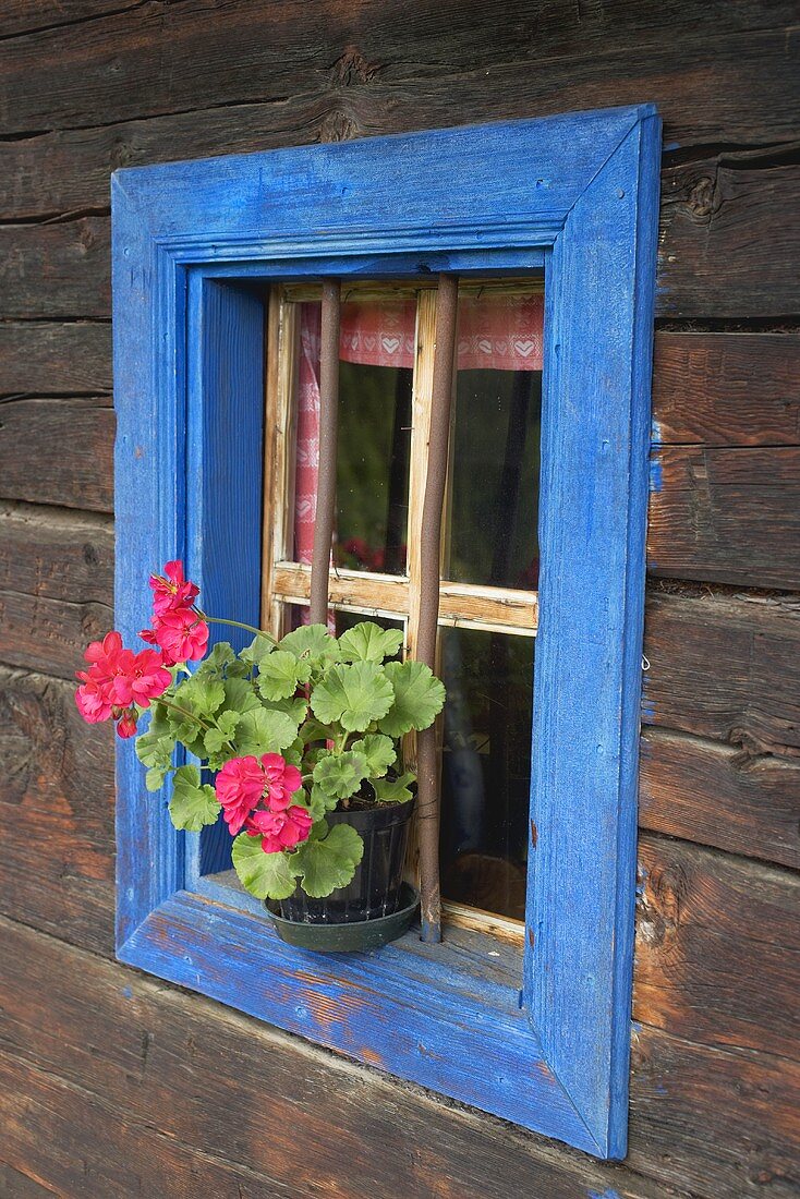 Pelargoniums on sill of blue-framed window of an old log cabin