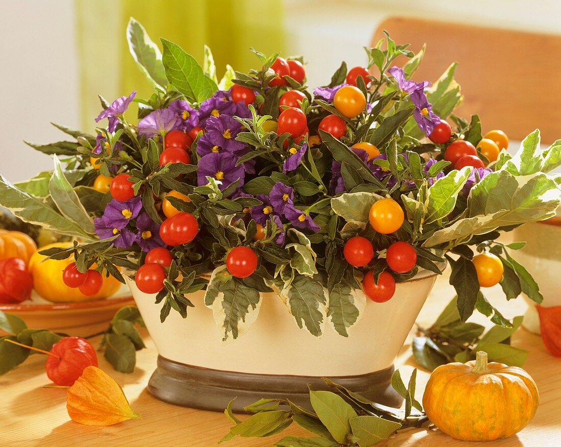 Arrangement of blue potato bush flowers and ornamental peppers