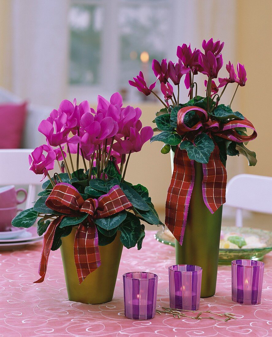 Two cyclamen plants with checked bows