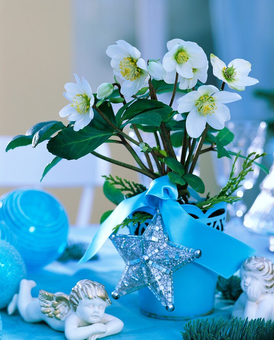 Christrose in blauem Blumentopf
