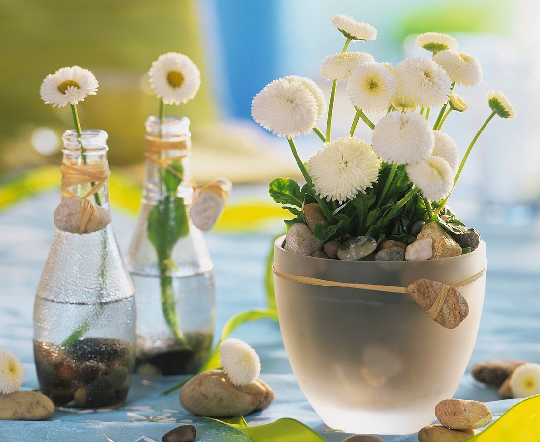 White double daisies in pot with pebbles & in small bottles