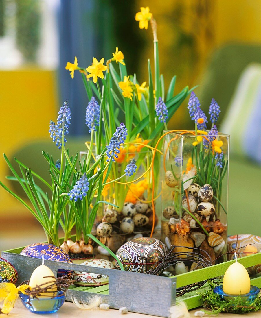 Tin eggs, grape hyacinths, narcissi and quail's eggs