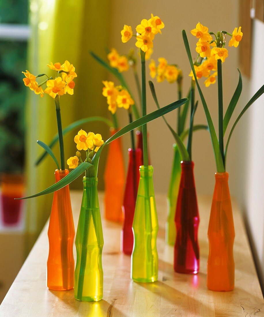 Narcissi in coloured plastic bottles