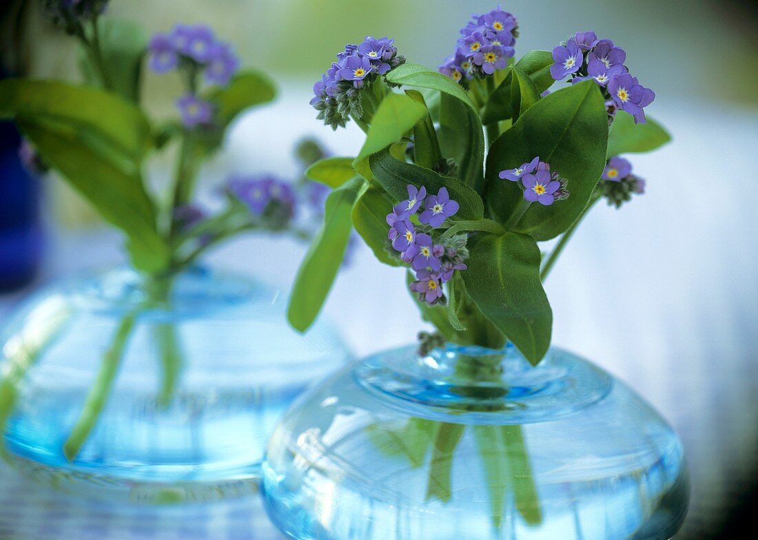 Forget-me-nots in blue bulbous vases