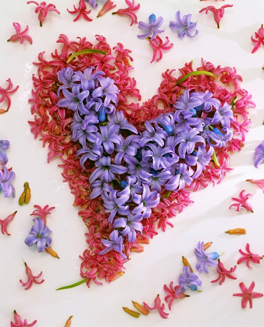 Heart in pink and blue hyacinth flowers