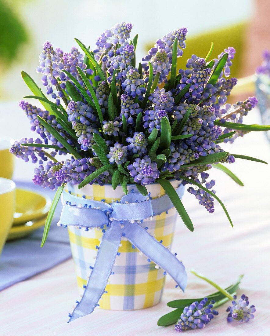 Posy of grape hyacinths