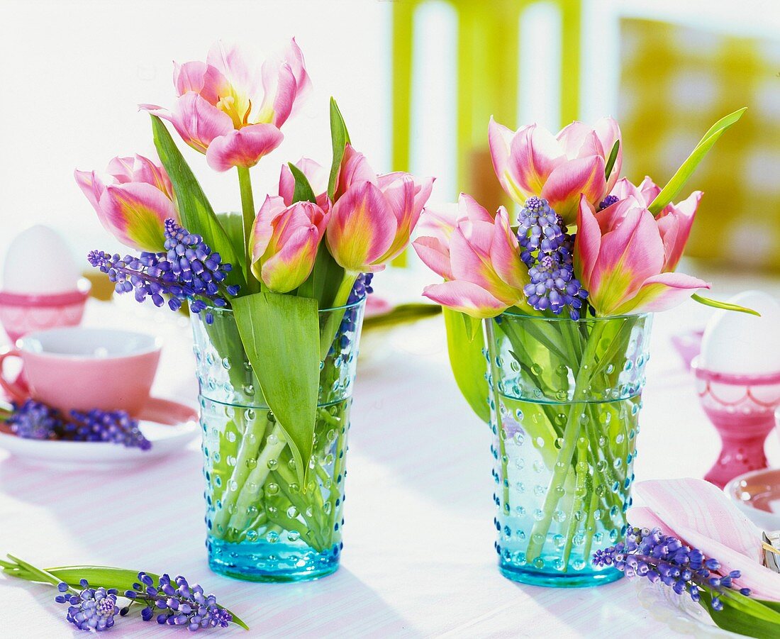 Tulpen und Traubenhyazinthen in Gläsern auf Frühstückstisch