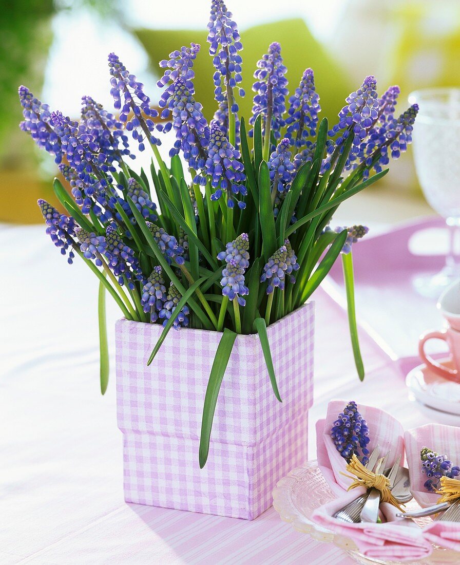 Grape hyacinths in square vase