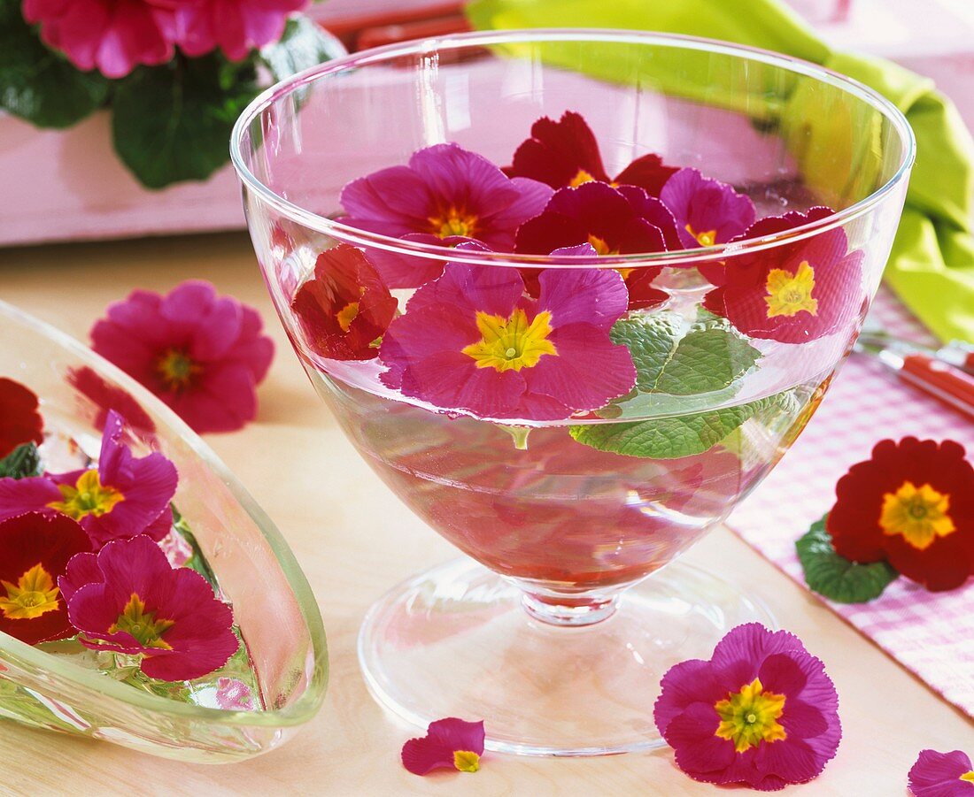 Blüten von Frühlingsprimeln in Glasschale