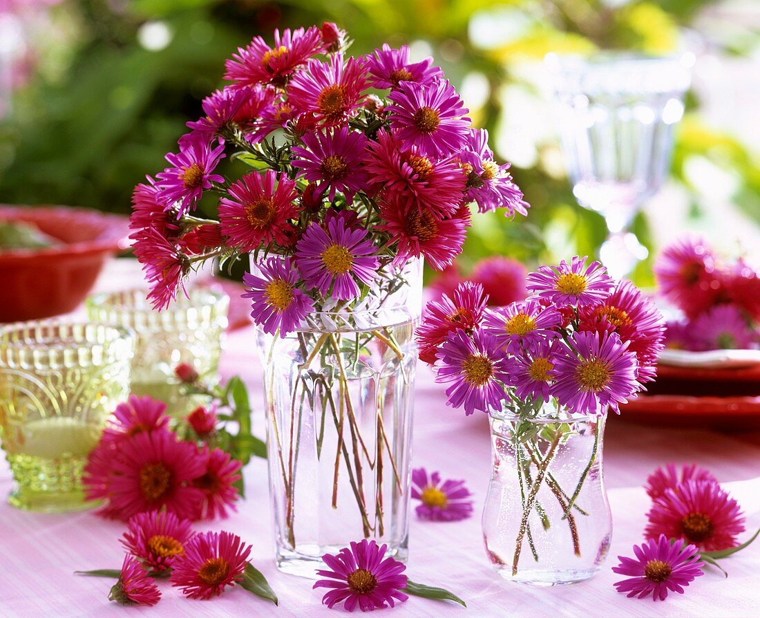 Asters in glass vases
