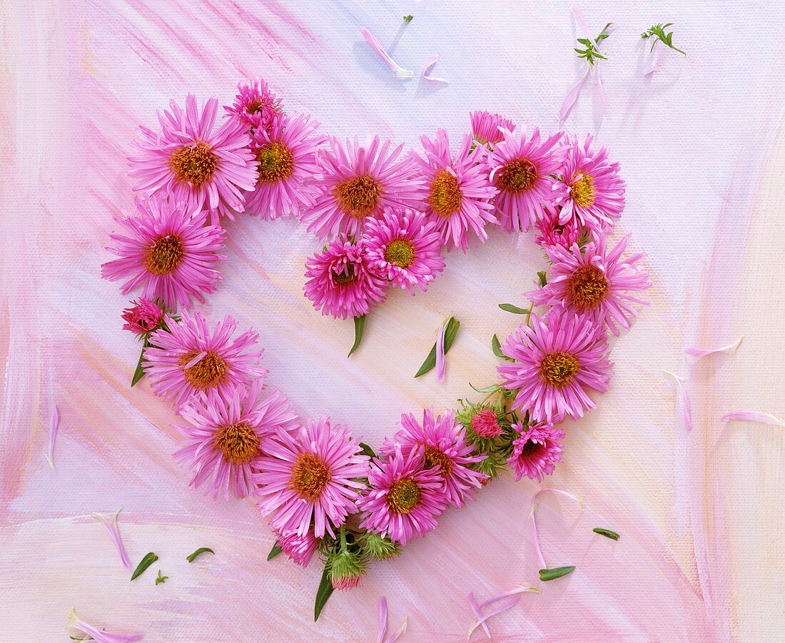 Herz aus Blüten von rosa Aster auf gemaltem Hintergrund