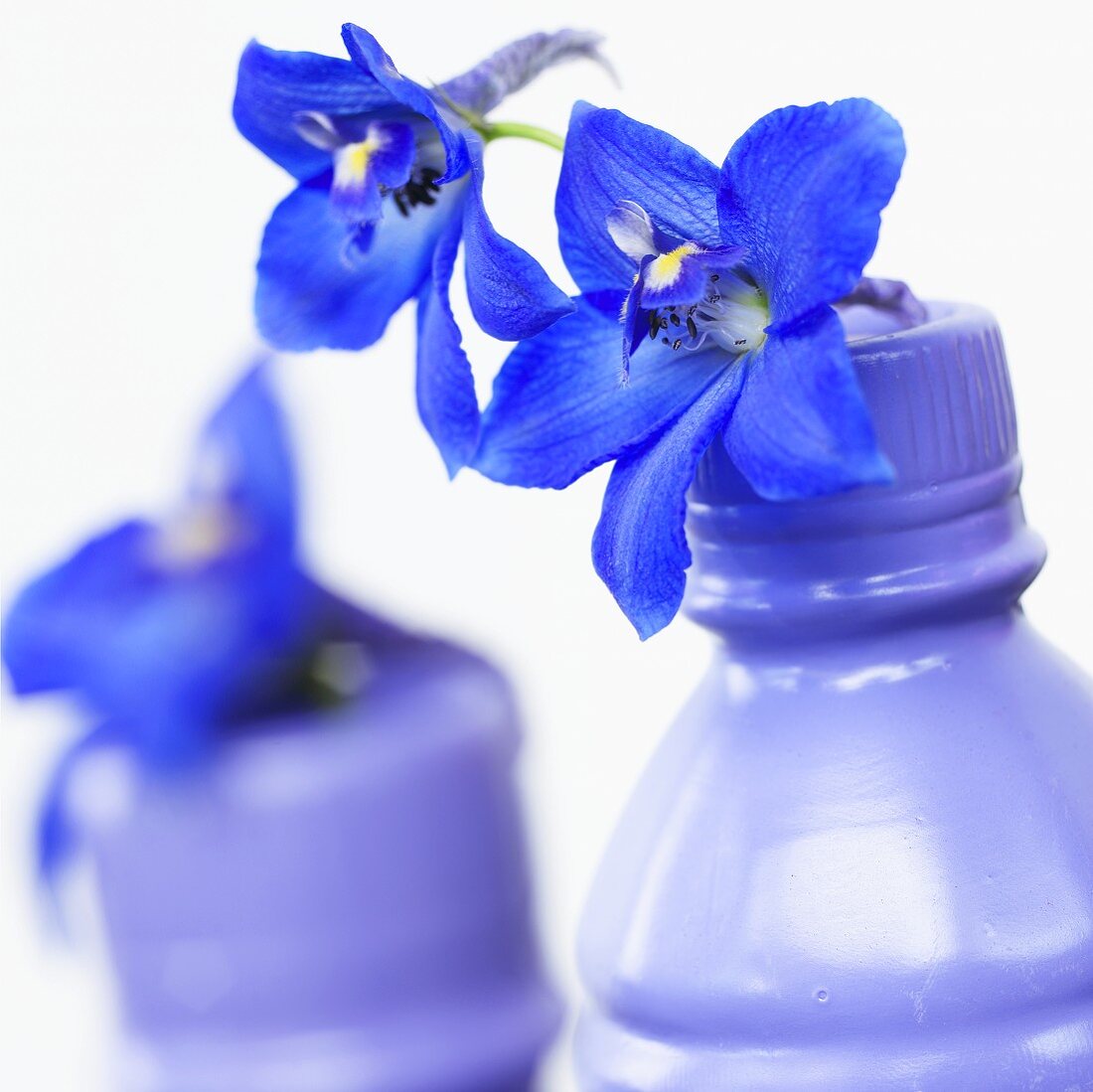 Delpinium 'Delpinium Blue' in plastic bottles