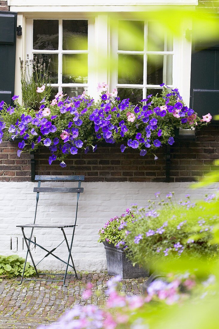 Blumenkästen mit blauen Petunien am Fenster eines alten Backsteinhauses