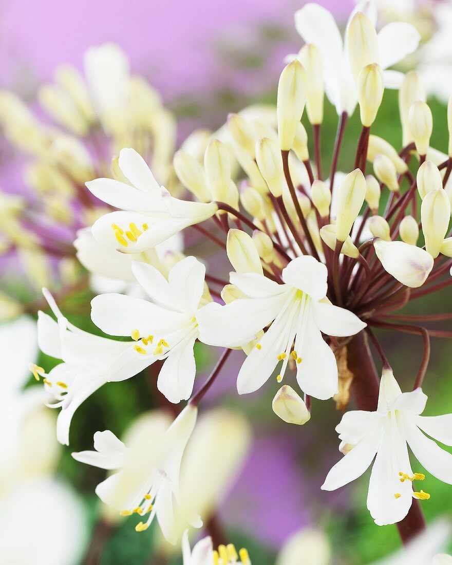 White lily of the Nile (Agapanthus white)