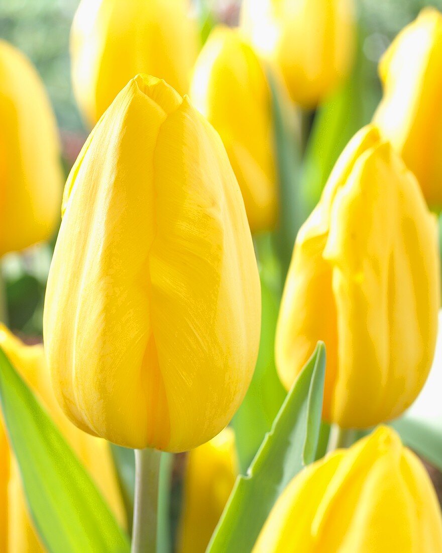 Gelbe Tulpen 'Strong Gold'