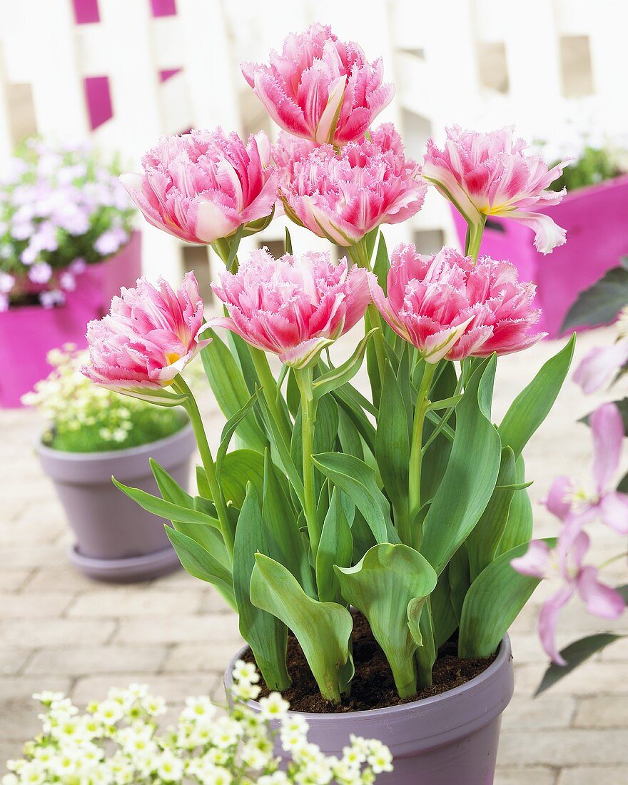 'Crispion Sweet' tulips in flowerpot