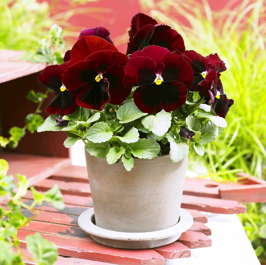 Pansy 'Goliath Red with Blotch' in flowerpot