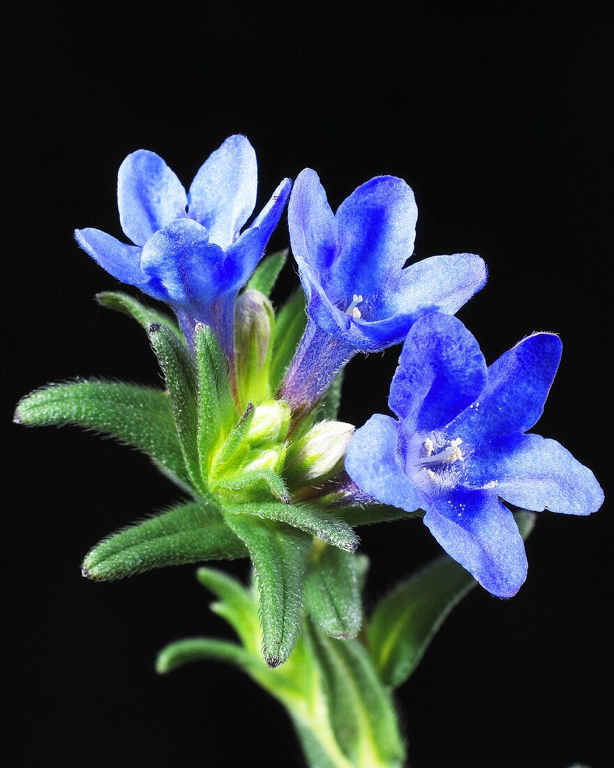 Steinsame Lithodora Diffusa Compact Blue