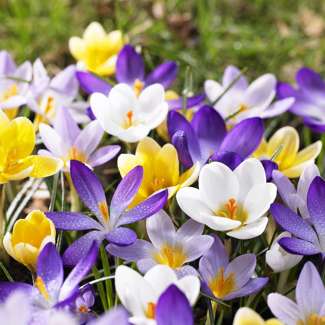 Crocuses of various colours in grass