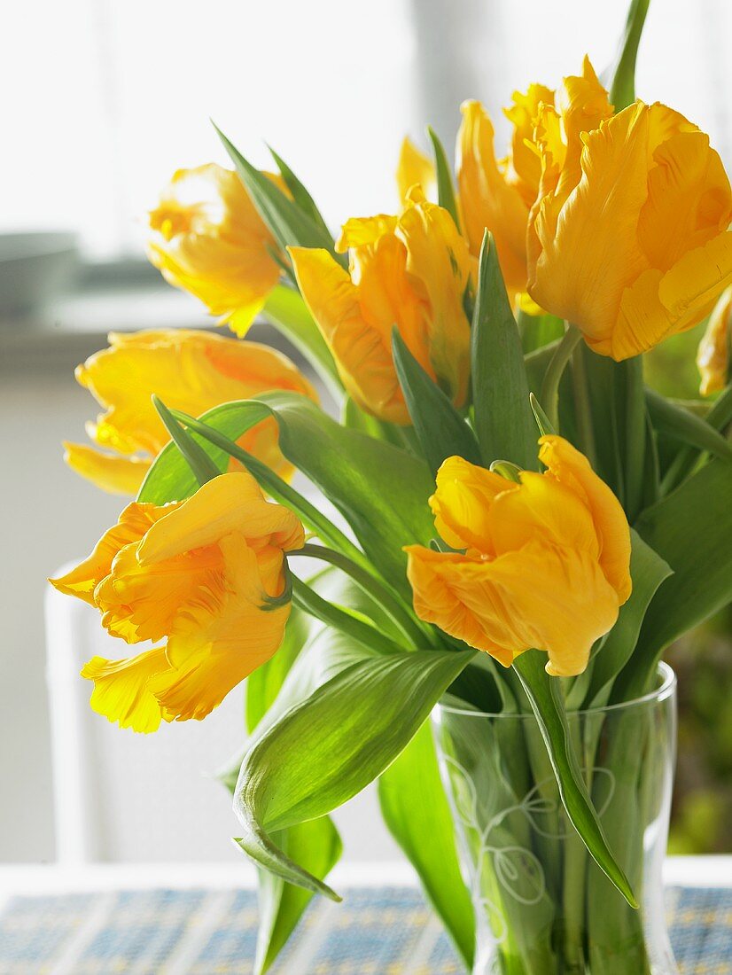 Yellow tulips ('Yoko Parrot') in vase
