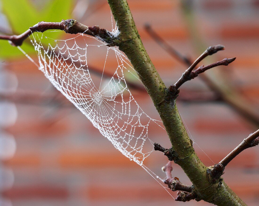 Cobweb on branch