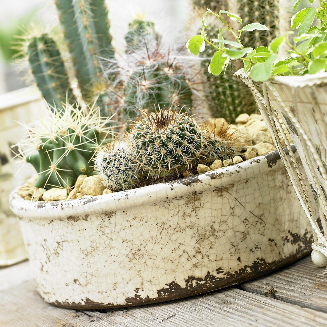 Various cacti in a planter