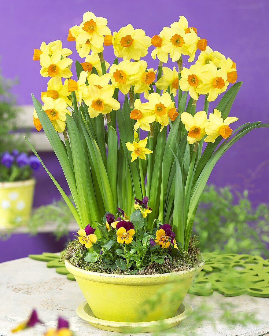 Narcissi and pansies in a pot