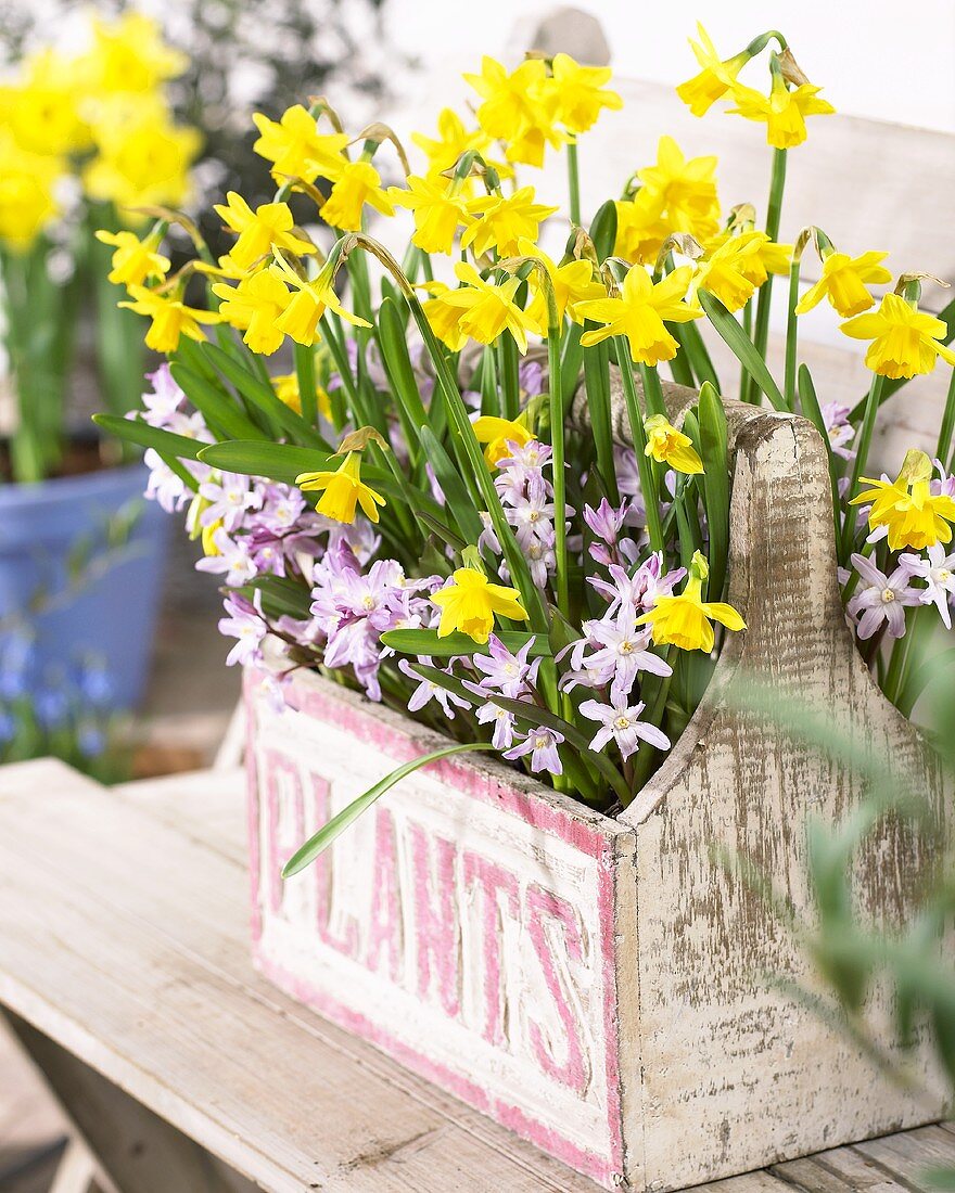 Glory-of-the-snow (Chionodoxa luciliae 'Pink Giant') & Narcissus 'Tete a Tete' in wooden carrier