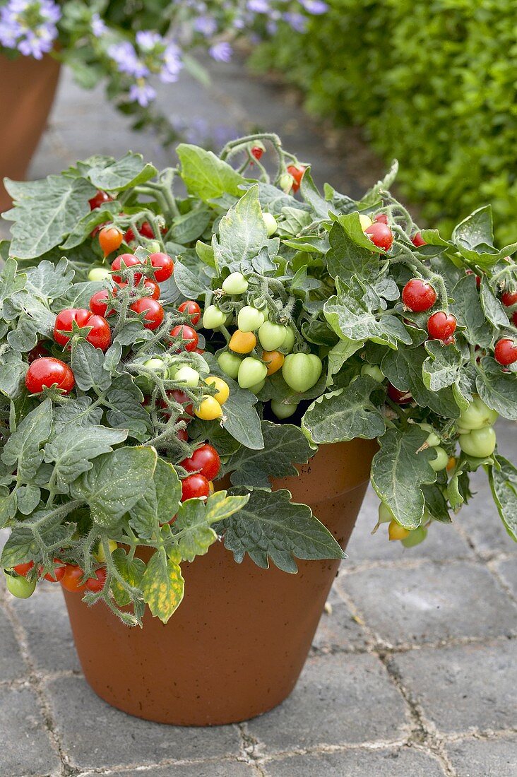 Tomatenpflanze 'Micro Tom' im Blumentopf