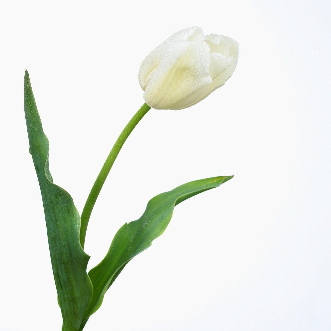 White tulip 'Maureen'