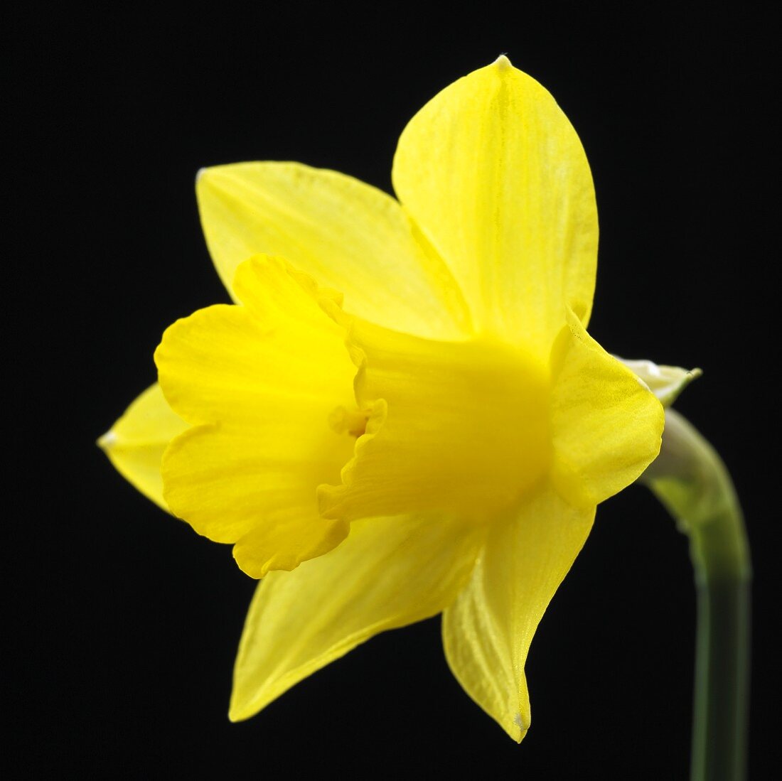 A narcissus