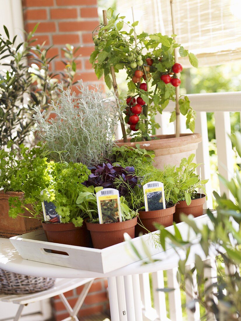 Various culinary herbs and tomato plant on a balcony