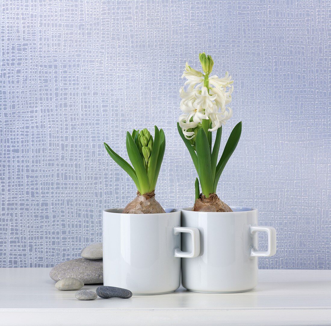 Two hyacinths in mugs