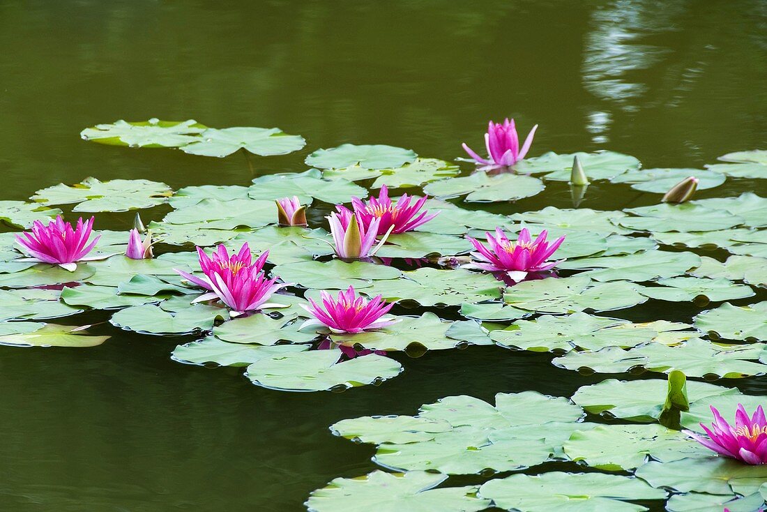 Water lily 'Newton' in pond