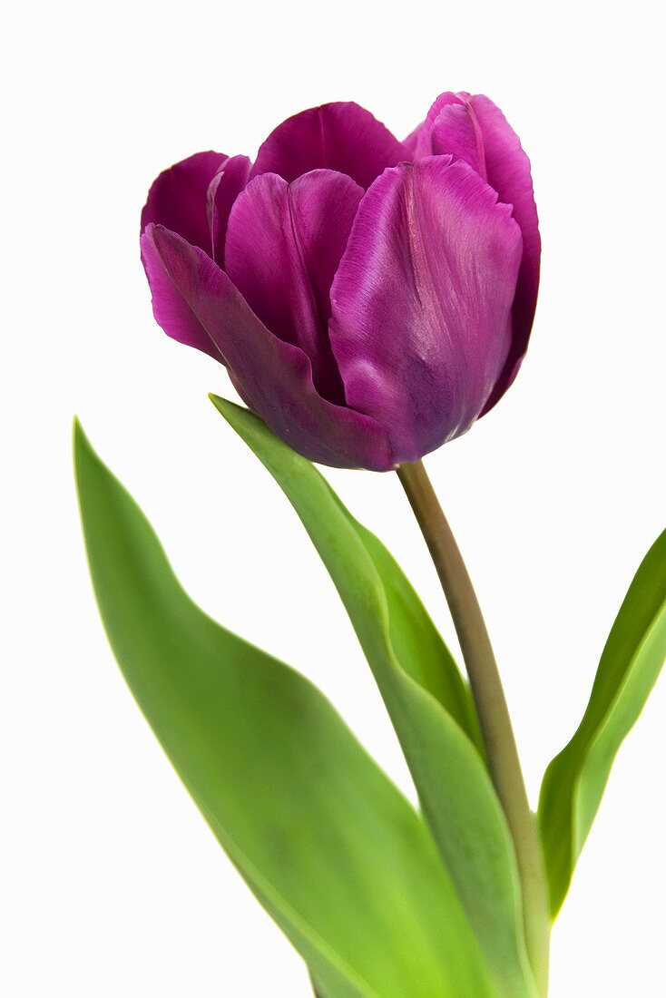 Tulip 'Purple Rain'