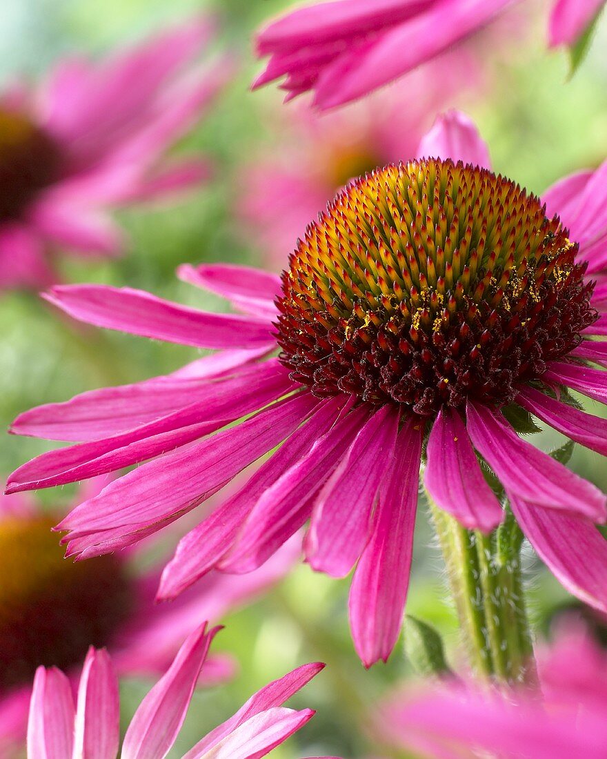 Echinacea 'Pixie' (Nahaufnahme)