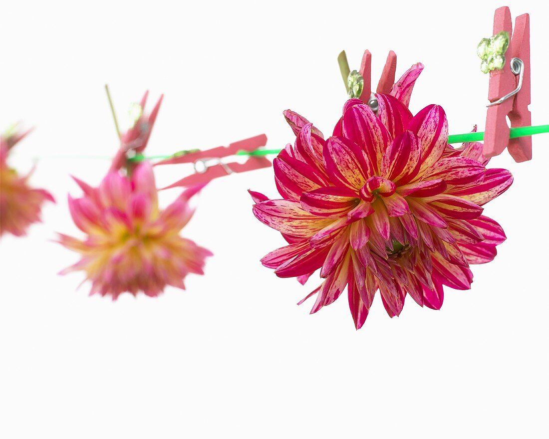 Dahlias ('Shea's Rainbow') on washing line