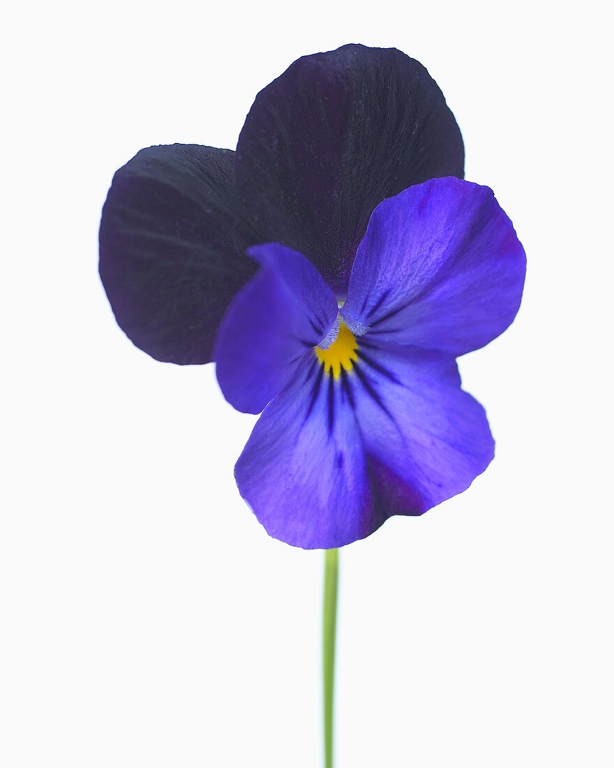 Horned pansy (Viola cornuta 'Sorbet Black Duet')