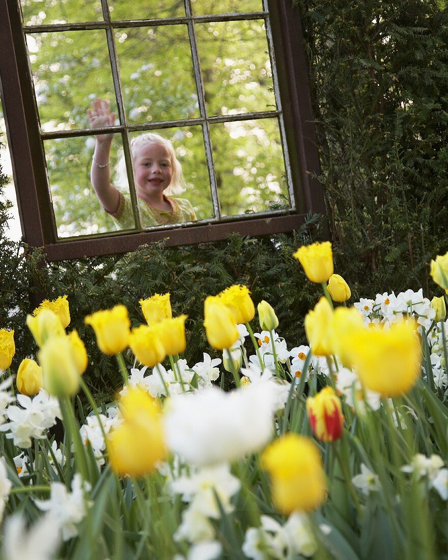 Blondes Mädchen schaut durch Fenster auf Tulpen und Narzissen