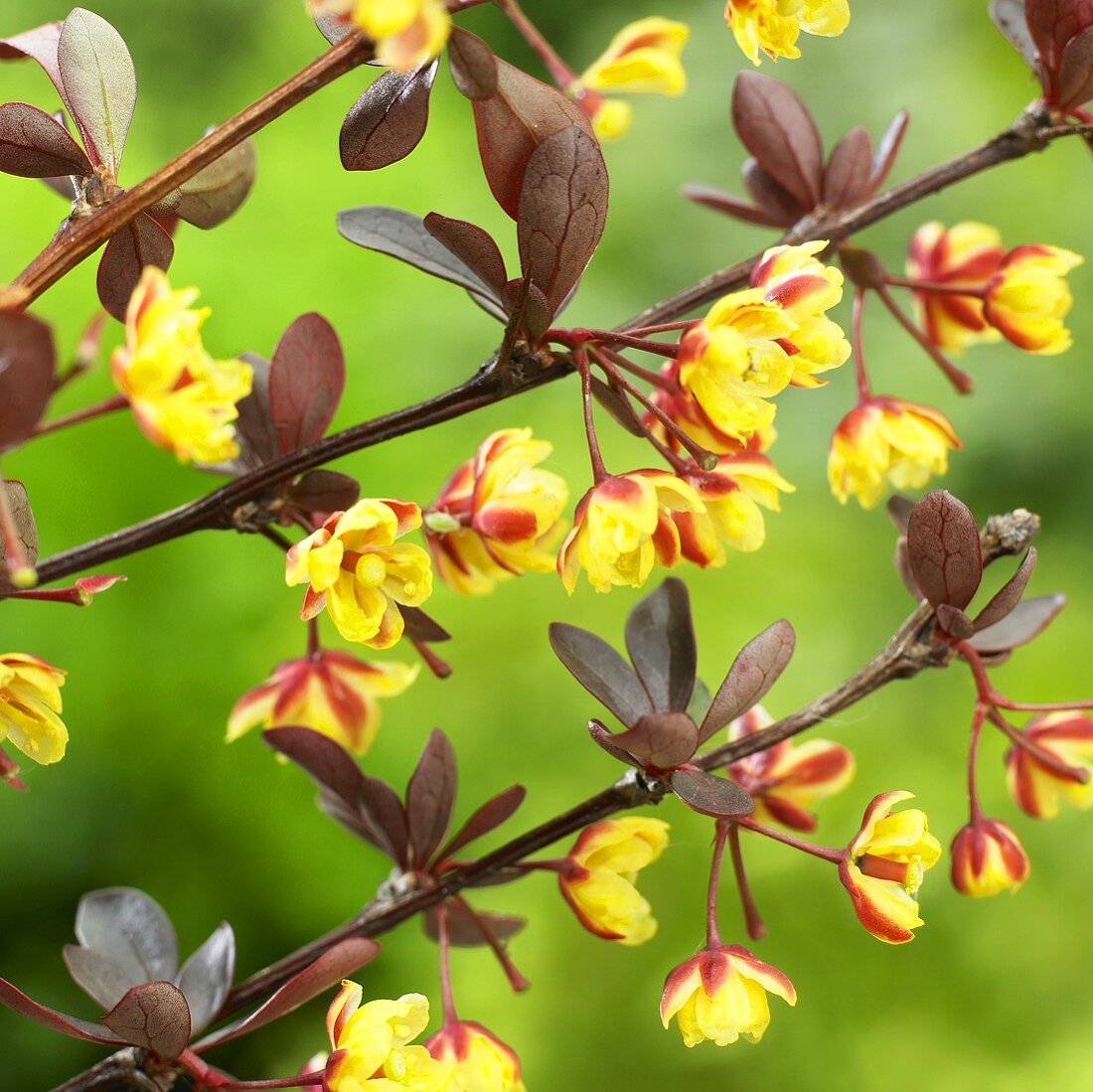 Japanese barberry with flowers (Berberis thunbergii 'Red Chief')