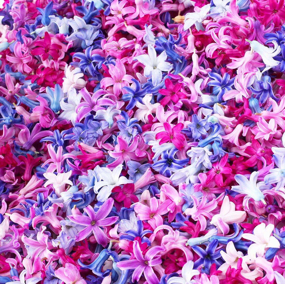 Many hyacinth flowers