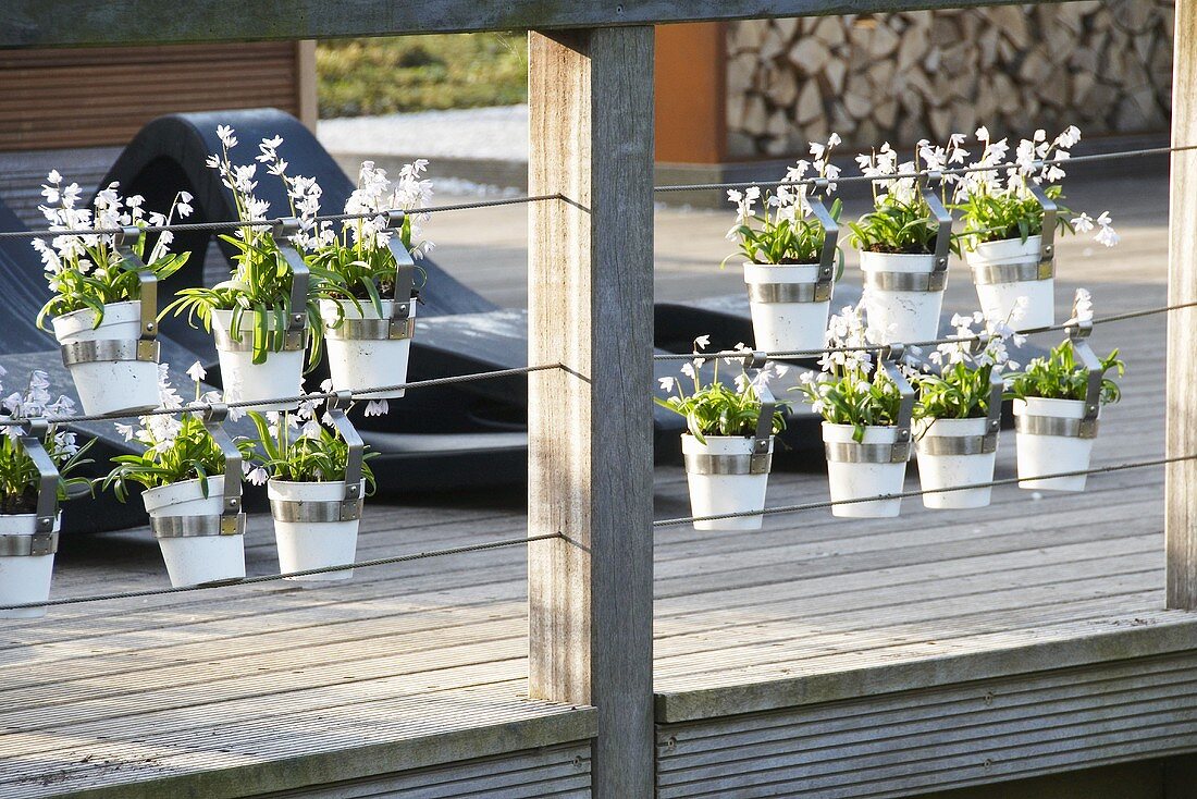 Mischtschenko-Blaustern (Scilla mischtschenkoana) in Hängetöpfen auf Veranda