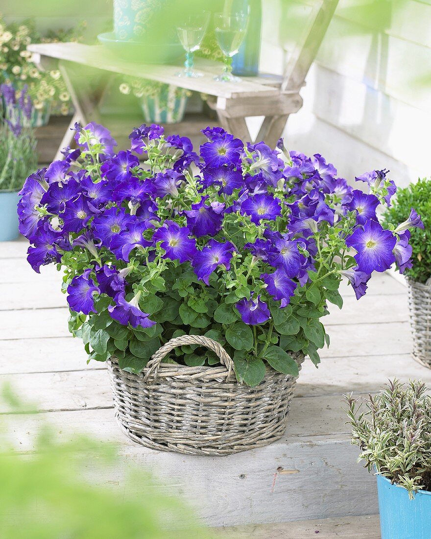 Petunia 'Sophistica Blue Morn' in basket on terrace