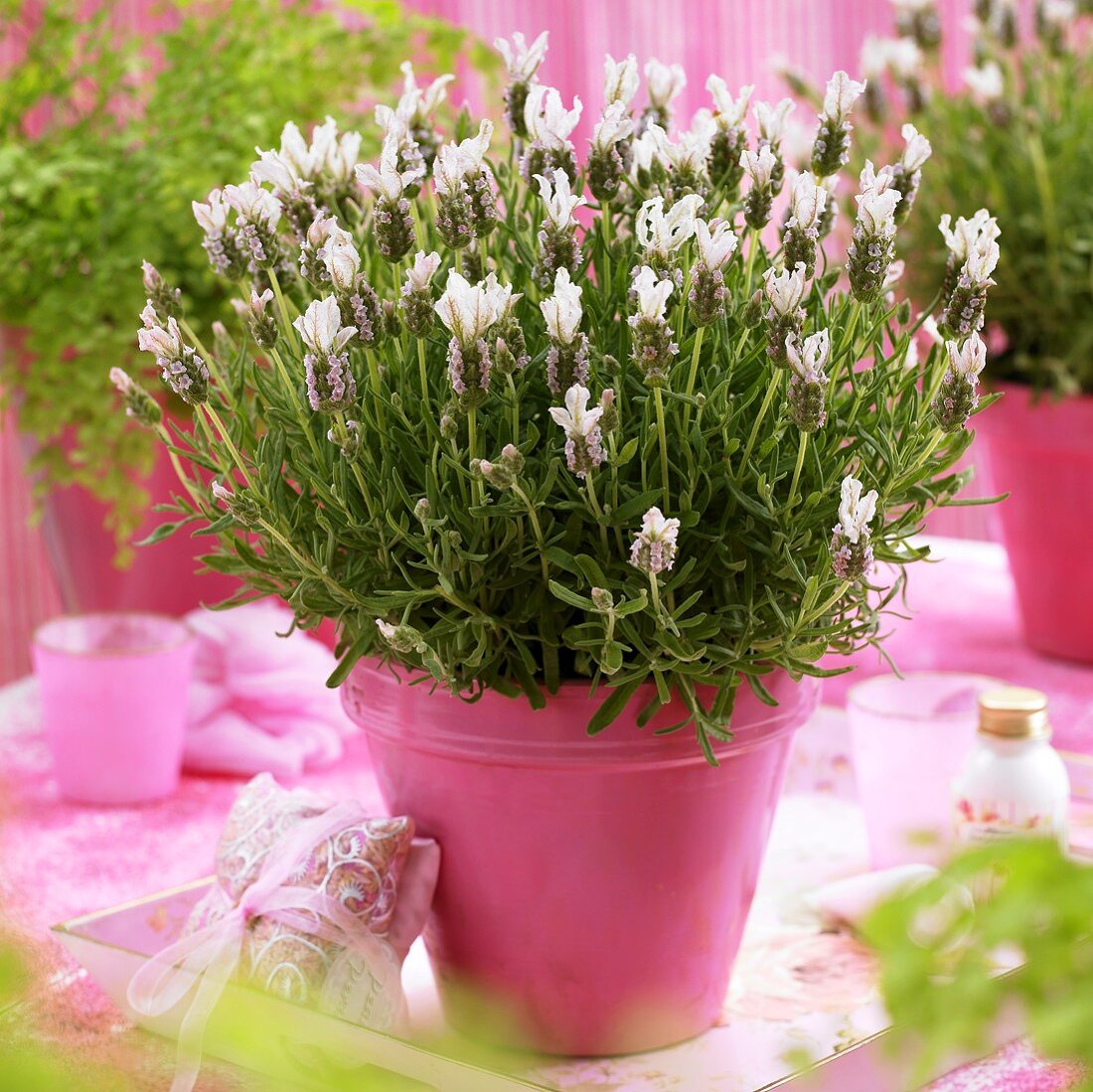 French lavender in pink flowerpot