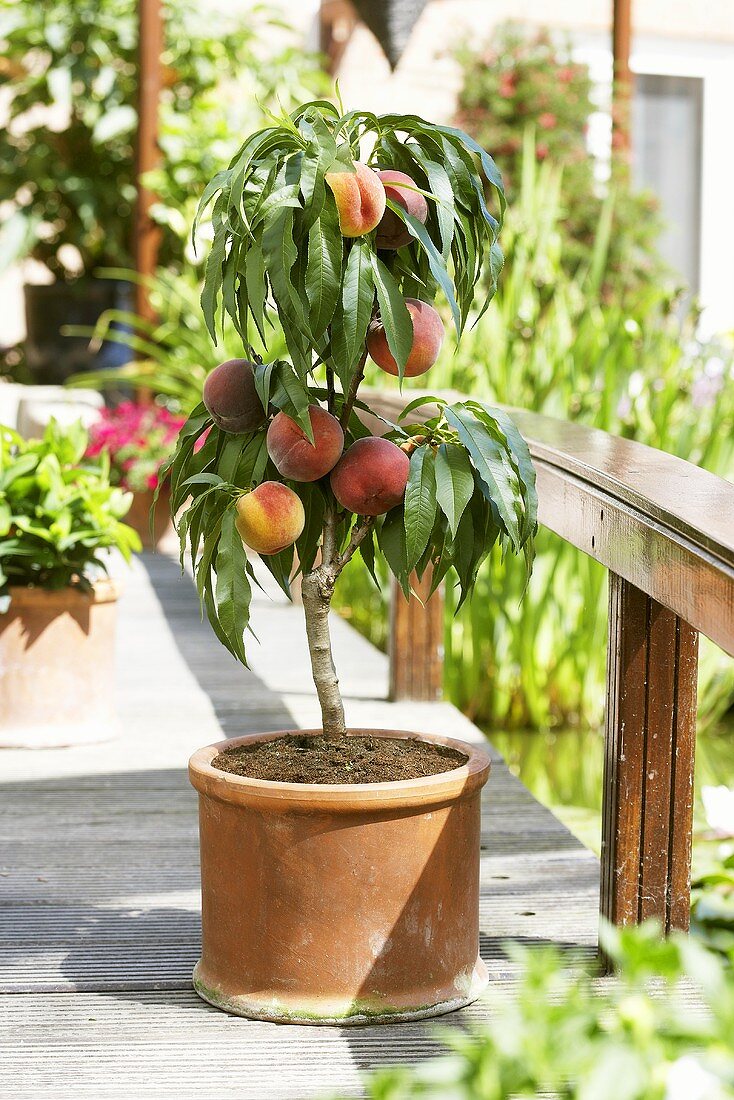 Small peach tree on terrace