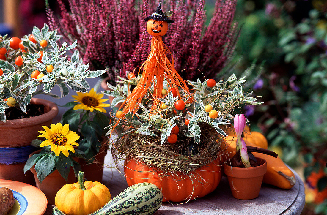 Korallenbäumchen, Sonnenblume, Heidekraut, Herbstzeitlose