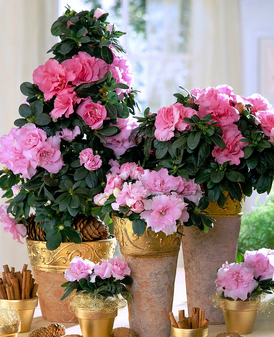 Azaleas in vases decorated for Christmas