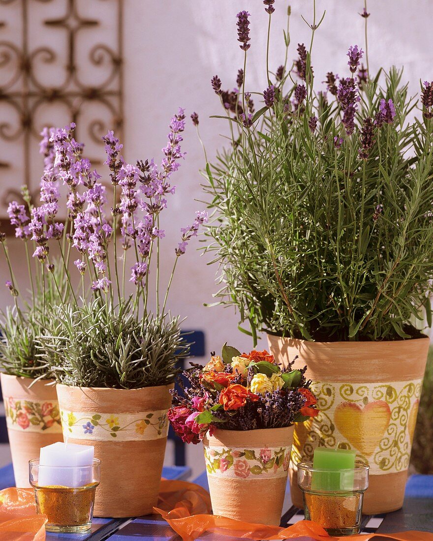 Lavendelsorten 'Munstead' und 'Hidcote Blue' in Blumentöpfen